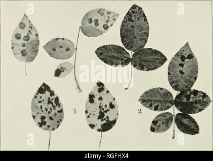 . Bulletin of the Department of Agriculture, Trinidad and Tobago. Plants -- Trinidad and Tobago; Agriculture -- Trinidad and Tobago. Rose Leaf Spots. Please note that these images are extracted from scanned page images that may have been digitally enhanced for readability - coloration and appearance of these illustrations may not perfectly resemble the original work.. Trinidad and Tobago. Dept. of Agriculture. Trinidad : Dept. of Agriculture Stock Photo