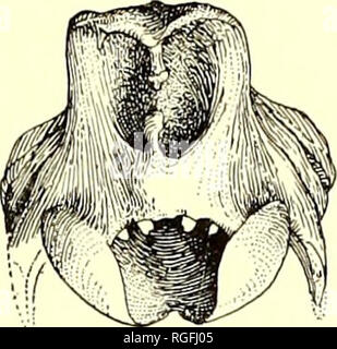 . Bulletin of the Department of Geology. Geology. 1913] Merriam: Horses ...