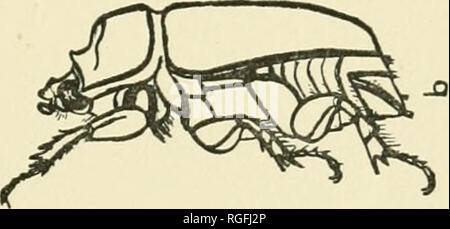 . Bulletin of the Department of Agriculture, Trinidad and Tobago. Plants -- Trinidad and Tobago; Agriculture -- Trinidad and Tobago. Fig. 9.. Please note that these images are extracted from scanned page images that may have been digitally enhanced for readability - coloration and appearance of these illustrations may not perfectly resemble the original work.. Trinidad and Tobago. Dept. of Agriculture. Trinidad : Dept. of Agriculture Stock Photo