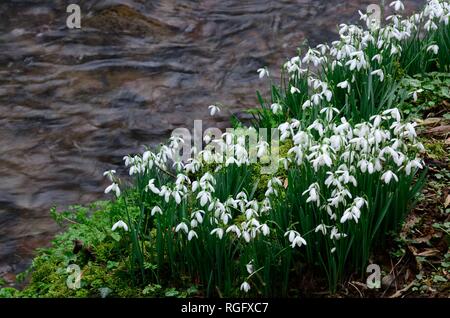 Snowdrops Galanthus nivalis growing on the bank of a stream river Carmarthenshire Wales UK Stock Photo