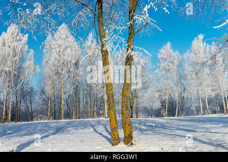 Two close-standing trees in nature on winter frosty sunny day. Trees in background covered with beautiful white frost. Countryside landscape with calm Stock Photo