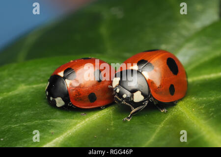 Two 7-spot Ladybirds (Coccinella septempunctata) resting on Ivy leaf in winter. Tipperary, Ireland Stock Photo