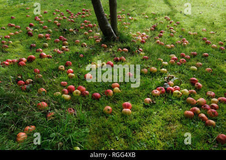 Windfall apples apples lying in grass below tree in garden orchard.  Tom Putt, a Heritage, dual purpose variety. Stock Photo