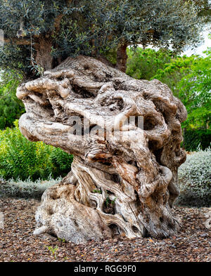 Old olive tree trunk, roots and branches, background Stock Photo