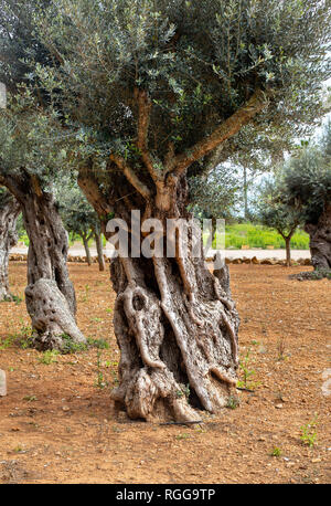 Old olive tree trunk, roots and branches Stock Photo