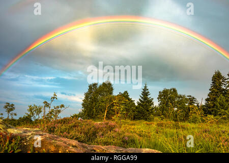 rainbow over the Black Forest, Germany, typical bunter sandstone and flowering erica, grinde landscape of mountain Schliffkopf, Northern Black Forest Stock Photo