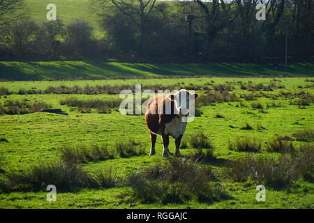 Hereford bull in the water meadows near Sopwell, St Albans, Hertfordshire Stock Photo