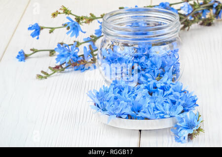 Chicory (Cichorium intybus) herb in a bowl. Alternative medicine concept on a white wooden table (selective focus). Stock Photo