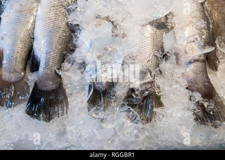 fresh fish at the seafood and fish market at the Naklua Fish Market in the city of Pattaya in the Provinz Chonburi in Thailand.  Thailand, Pattaya, No Stock Photo