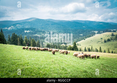 portrait of domestic goat in herd, Carpathian mountains in Ukraine Stock Photo