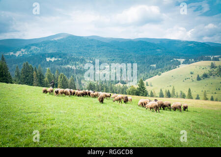 portrait of domestic goat in herd, Carpathian mountains in Ukraine Stock Photo