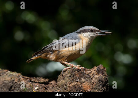 A Nuthatch sits on a log in Stover Country Park Devon Stock Photo