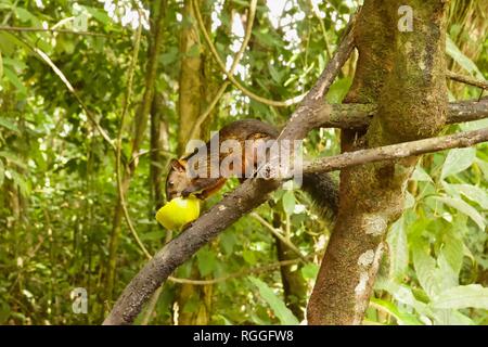 Variegated squirrel, also known as Sciurus variegatoides, is a tree squirrel found in Costa Rica Stock Photo