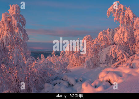 Winter landscape  at sunset with nice color in the sky and snowy trees, mountain in background, Gällivare county, Swedish Lapland, Sweden Stock Photo