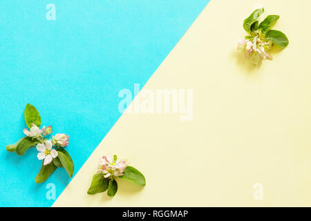 Spring flowers apple-tree treeson a blue and yellow background. Minimal easter concept. Top view flat lay background. Stock Photo