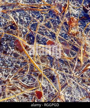 Frozen blades of grass and leaves in ice, in Raubling, Voralpenland, Bavaria, Germany Stock Photo