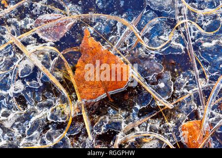 Frozen blades of grass and leaves in ice, in Raubling, Voralpenland, Bavaria, Germany Stock Photo