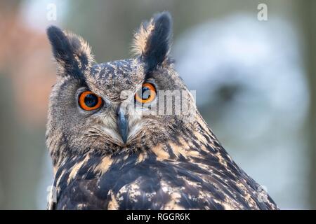 Eurasian eagle-owl (Bubo bubo), animal portrait, captive, Czech Republic Stock Photo