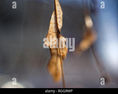 dried Linden seeds on a tree in autumn, Moscow Stock Photo