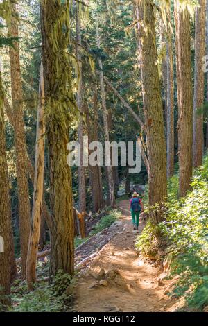 Hiker on trail through sparse forest, Garibaldi Provincial Park, British Columbia, Canada Stock Photo