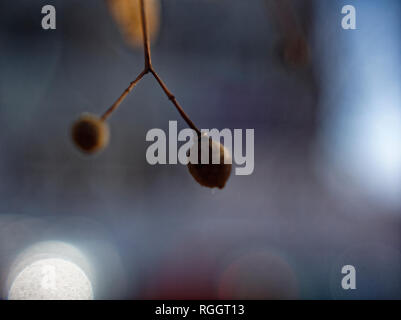 dried Linden seeds on a tree in autumn, Moscow Stock Photo