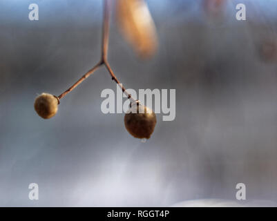 dried Linden seeds on a tree in autumn, Moscow Stock Photo