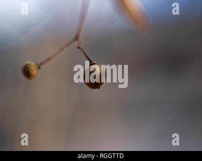 dried Linden seeds on a tree in autumn, Moscow Stock Photo
