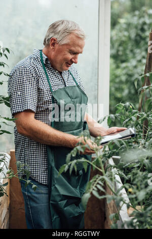 Mature man, gardener in greenhouse using digital tablet Stock Photo