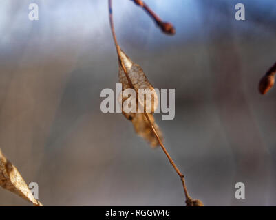 dried Linden seeds on a tree in autumn, Moscow Stock Photo