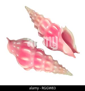 set of Pink seashells. Vector illustration. Under the sea. Underwater purple life. pink urchin. Mollusc. - Vector illustration Stock Vector