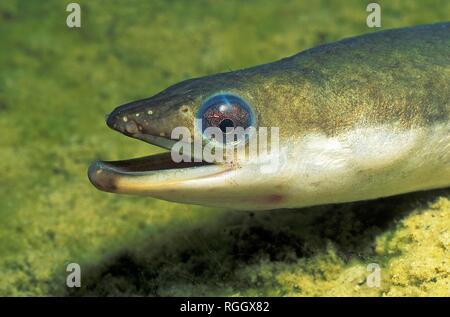 European Eel Anguilla Anguilla Portrait At The Sand Bottom Mouth Open Baden Wurttemberg Germany Stock Photo Alamy