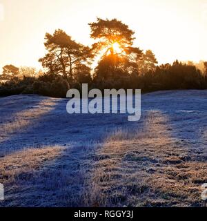 Westruper Heide at sunrise in autumn, Haltern am See, Ruhr Area, North Rhine-Westphalia, Germany Stock Photo