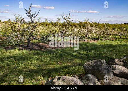 Apple trees in spring bloom Stock Photo