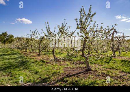 Apple trees in spring bloom Stock Photo