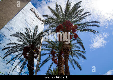 Tall palm trees in the city. Palm trees reflected in building windows, Crete in Greece. Stock Photo
