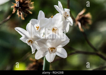 The flowers of a paper-white daffodil (Narcissus papyraceus) Stock Photo