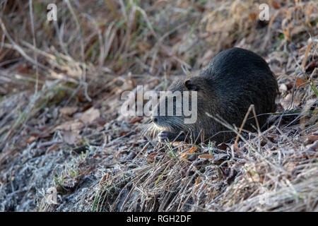 Nutria (Myocaster coypus) feeding on a fat ball in the nature protection area Moenchbruch near Frankfurt, Germany. Stock Photo