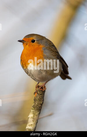 European Robin (Erithacus rubecula) in the nature protection area Moenchbruch near Frankfurt, Germany. Stock Photo