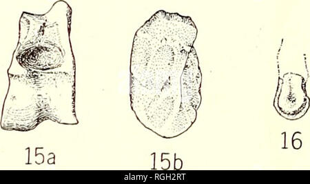 . Bulletin of the Department of Geology. Geology. 300 University of California Publications in Geology [Vol. 12 trochlea surface, instead of that of the inner side only as in the antelope; and (3) the contour of the outer condyle of the proximal trochlea which is broad and full, while the groove of the wide calcaneal surface is medium and pronounced. CAPEOMERYX?, sp. Material.—A small astragalus, and a section of the distal end of an associated metapodial, Univ. Calif. Coll. Vert. Pal. no. 23527a (figs. 1.5, 16), Univ. Calif, loc. 3245. The astragalus (fig. 15) is considerably broken and worn. Stock Photo