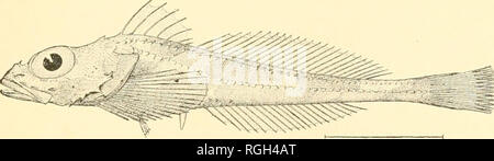 . Bulletin of the Bureau of Fisheries. Fisheries; Fish culture. THE FISHES OF ALASKA. 114. Icelus canaliculatus GilliL-rt. 301 Originally described by Gilbert (18!».5i from station 3329 north of laialaska (18901. No other spec- imens have been taken.. Fig. 53.—Icelus canaliculatus Gilbert. 115. Radulinus asprellus Gilliert. Twenty-one specimens, varying from 0.7-5 to 6 inches, are in the collection, representing the following localities: Station 4221, mouth of Hood Canal: station 4219. .Vdmiraltv Inlet: station 4204, off Fort. Please note that these images are extracted from scanned page image