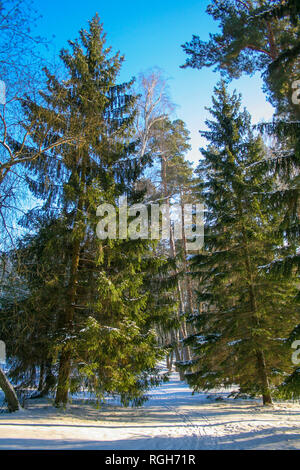 Fir trees covered with snow under sunbeams, walking in a forest, vertical Stock Photo