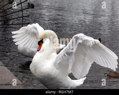 Angry mute swan - Cygnus olor flapping it's wings Stock Photo