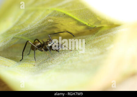 Ant mimic spider on the leaf, macro Stock Photo