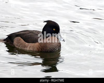 Tufted duck- female Aythya fuligula Stock Photo