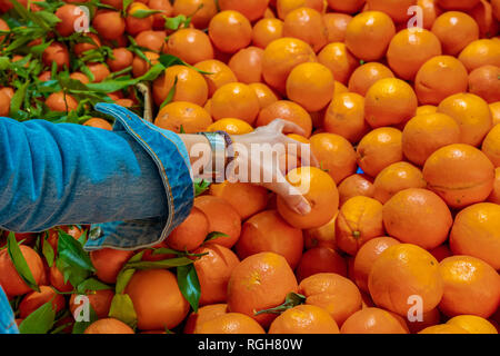Taking oranges at the market. Many  fresh oranges. Juicy oranges. Stock Photo