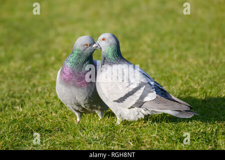 A couple of feral pigeons (Columba livia domestica), also called street pigeons, cuddle billing and cooing with each other in a meadow, Germany Stock Photo