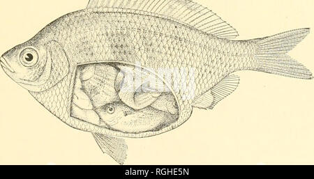 . Bulletin of the Bureau of Fisheries. Fisheries; Fish culture. ^-Â«^iw â â¢ 'â '-'mr ^a^ FiG.20.âCymatogasteraggregatus (Gibbons). Male. fishes. They were found to contain a total of 813 joung, 652 or SO per cent i if which were lying with the head toward the head of the mother lish. while Kil or 20 per cent had the head toward the tail. In one instance all the young i^ll) had the head forward, and in every case but one the majority of the young ^5*7&gt;^, &gt;--^''-^,. Fig. 27.âCymatogaster aggregatus. Female. had the head forward. The one exception was with a 5.o-inch fish with 12 young, f Stock Photo