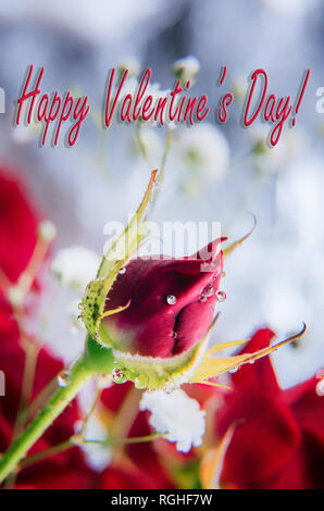 Ready to use vertical greeting card for Valentine ’s Day with rose bud, unfocused red rose and white gypsophila bouquet at background and bokeh. Selec Stock Photo