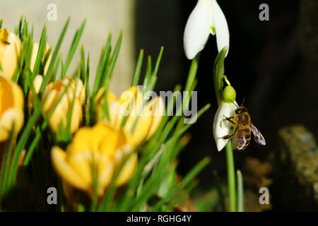 Bee on a snowdrop next to yellow crocuses in spring close-up Stock Photo