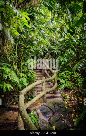 rainforest steps Costa Rica Stock Photo - Alamy